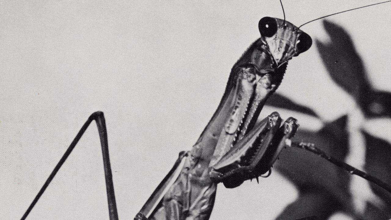 Courtney Barnett: Creature of Habit Album Review