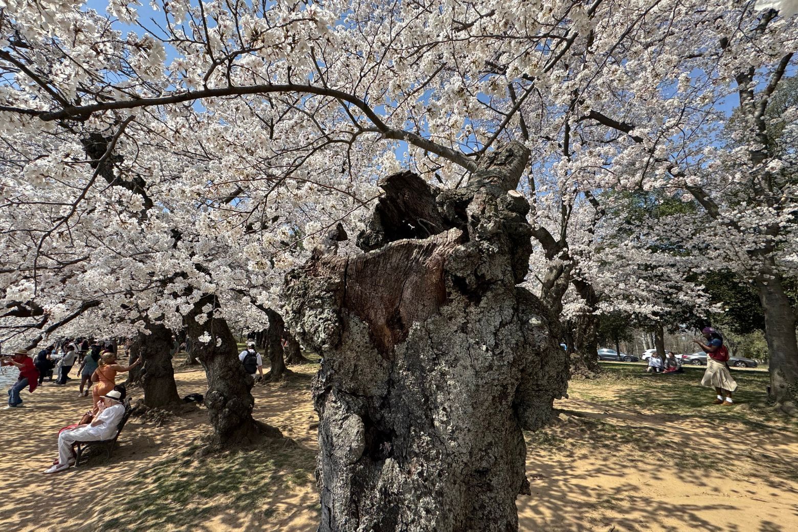 As cherry blossoms reach peak bloom, one unusual tree stands out