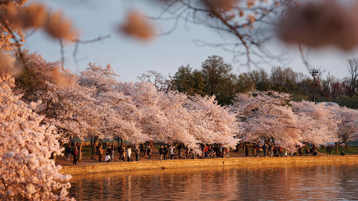 ‘No question’ DC cherry blossoms peak bloom expected Thursday, National Park Service says