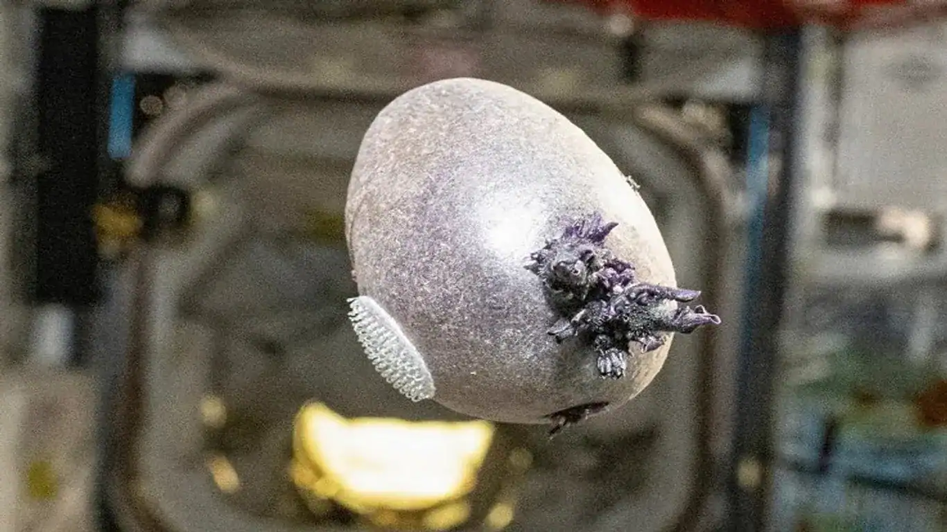 This Purple ‘Alien’ on the ISS is Actually the Future of Mars Missions