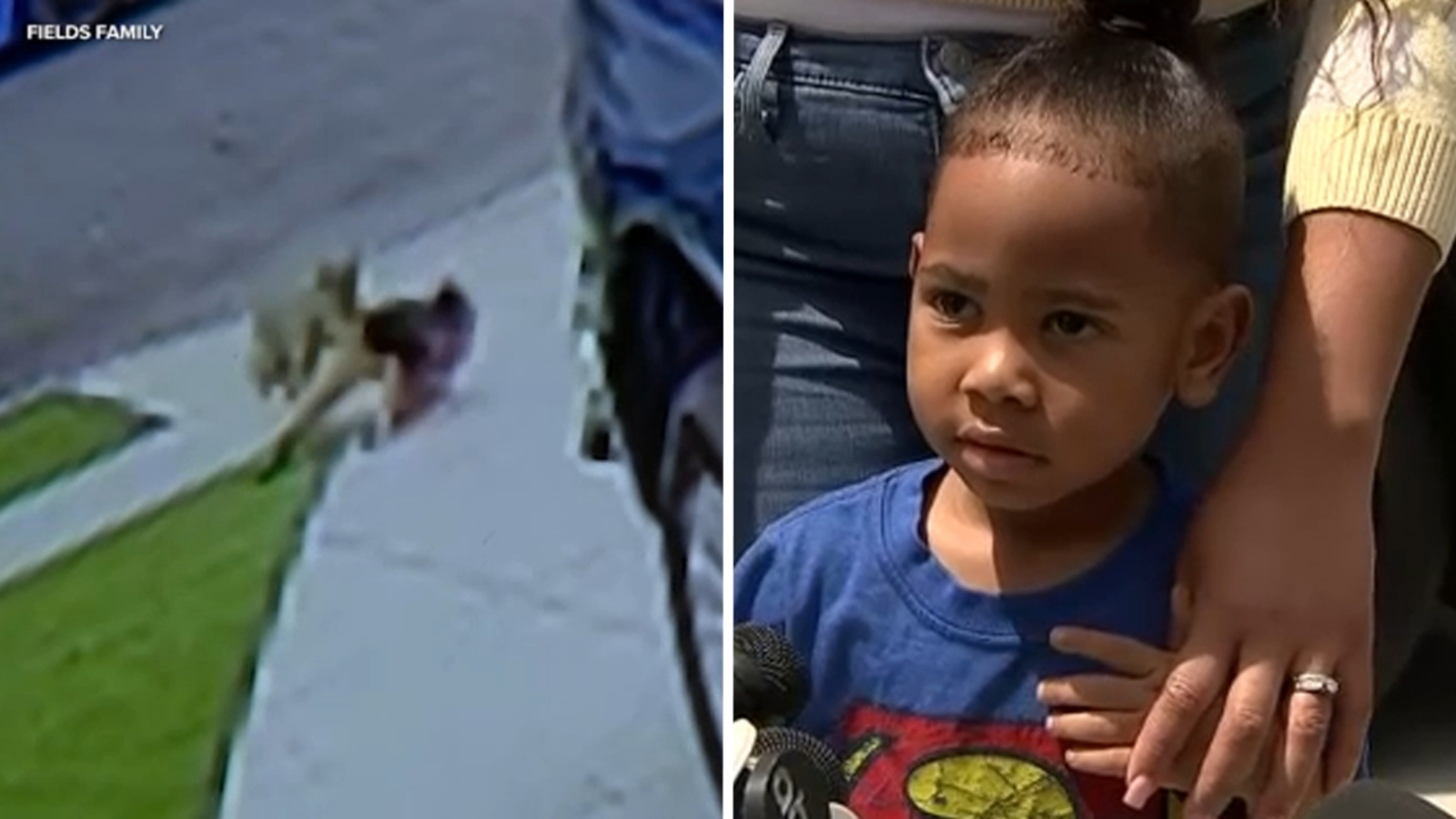 Coyote euthanized after attacking 2 children in Carson, officials say
