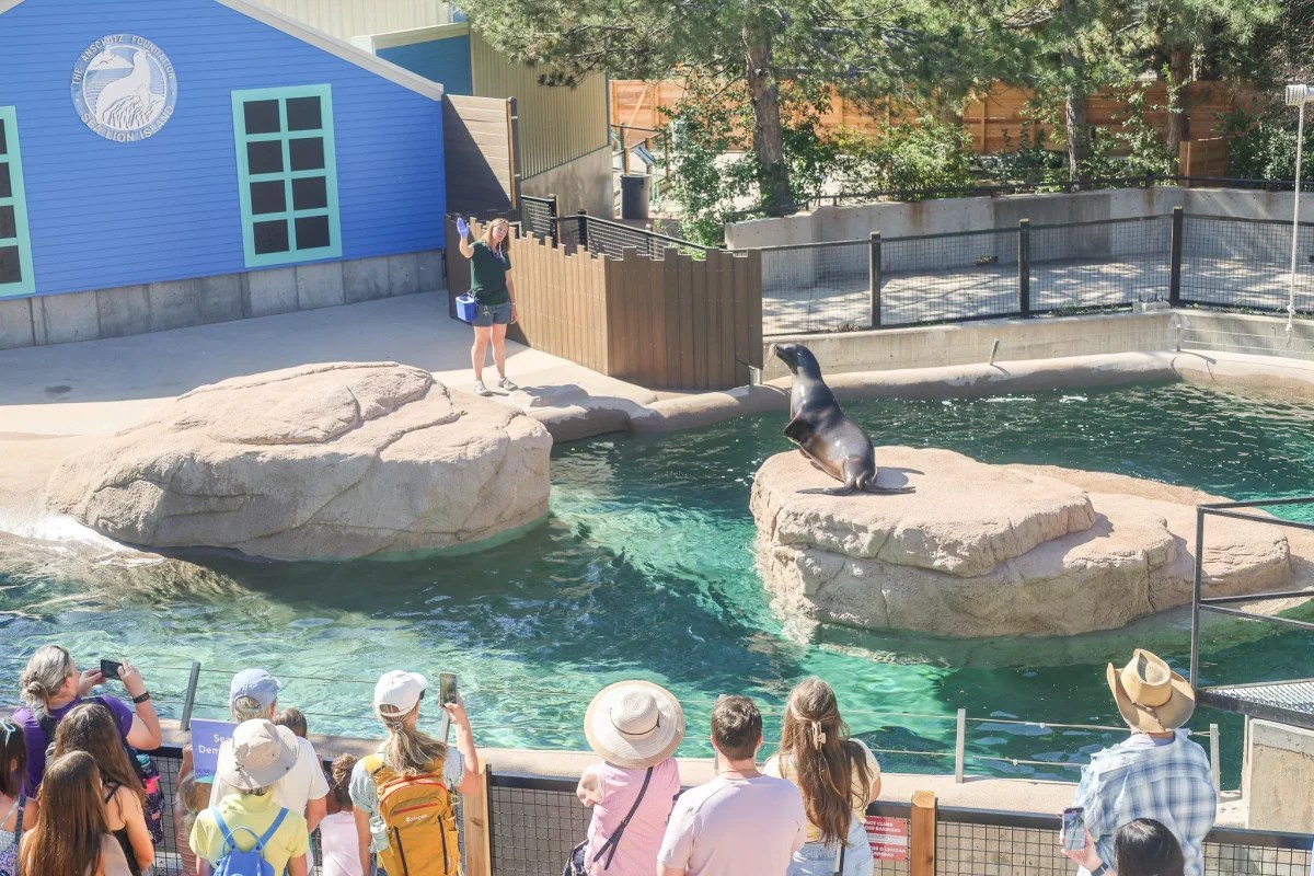 Denver Zoo Says New Sea Lion Exhibit Was Built Poorly, Leaks