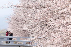 남부는 ‘벚꽃엔딩’, 중부는 아직 2절 남았다…주말 남부 많은 비 < 문화/생활 < 기사본문