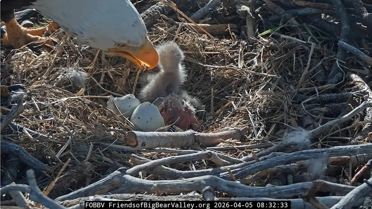 Big Bear’s most famous eagles just grew their family