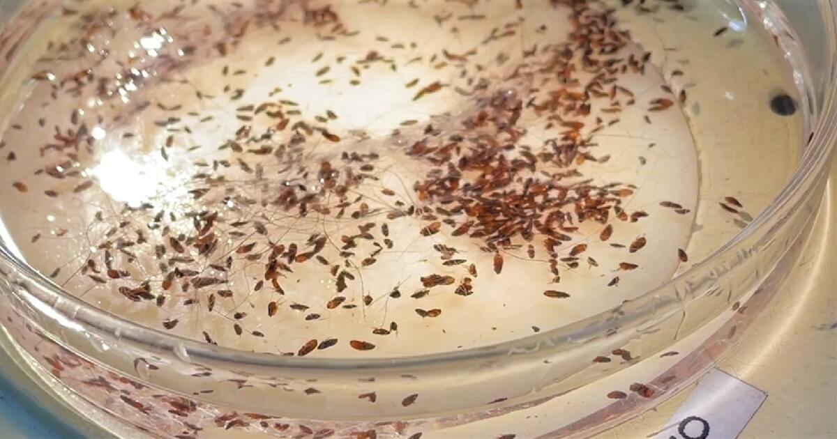 Typhus from fleas hits record level in L.A.: Here are the hot spots